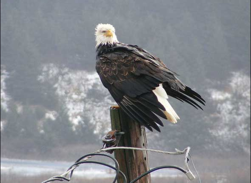 A Bald Eagle in Kodiak, Alaska