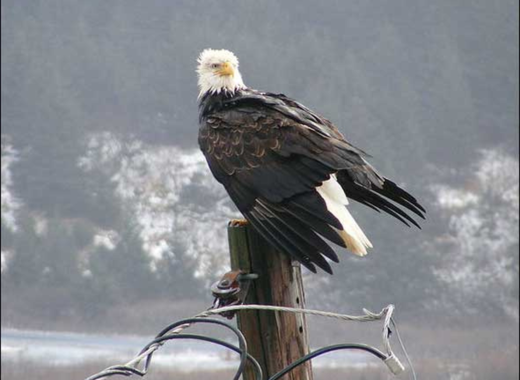 Soaring With Edward Squishmallow: A Majestic Bald Eagle!