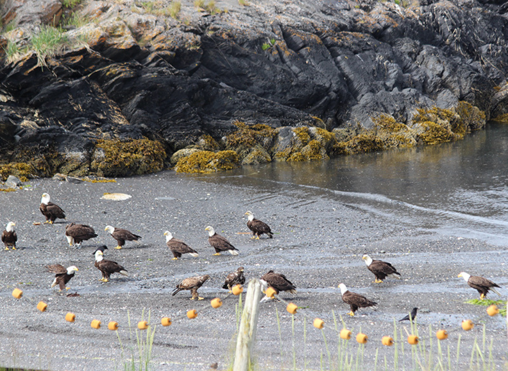 Bald Eagles at Larsen Bay, Kodiak, Alaska