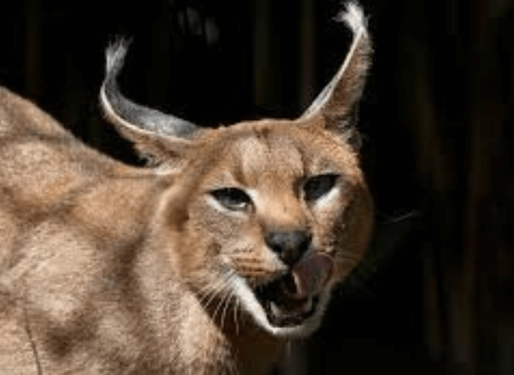 Are Caracal Cats Domestic? 😺 A Caracal Squish is Safer!
