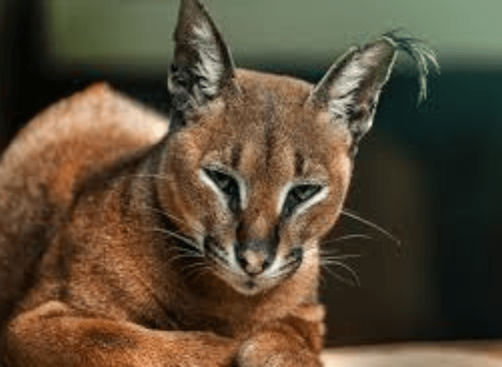 Are Caracal Cats Domestic? 😺 A Caracal Squish is Safer!