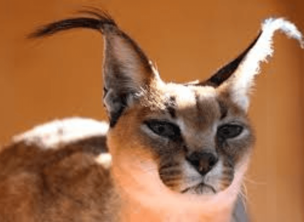 Are Caracal Cats Domestic? 😺 A Caracal Squish is Safer!