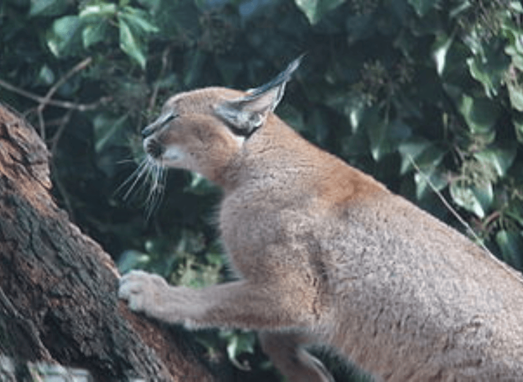 Are Caracal Cats Domestic? 😺 A Caracal Squish is Safer!