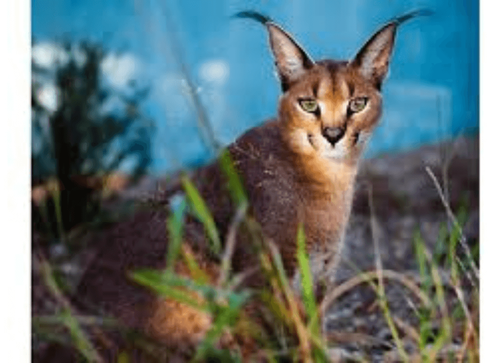 Ferraz the Caracal Squishmallow Cat: Your Snuggly Friend!