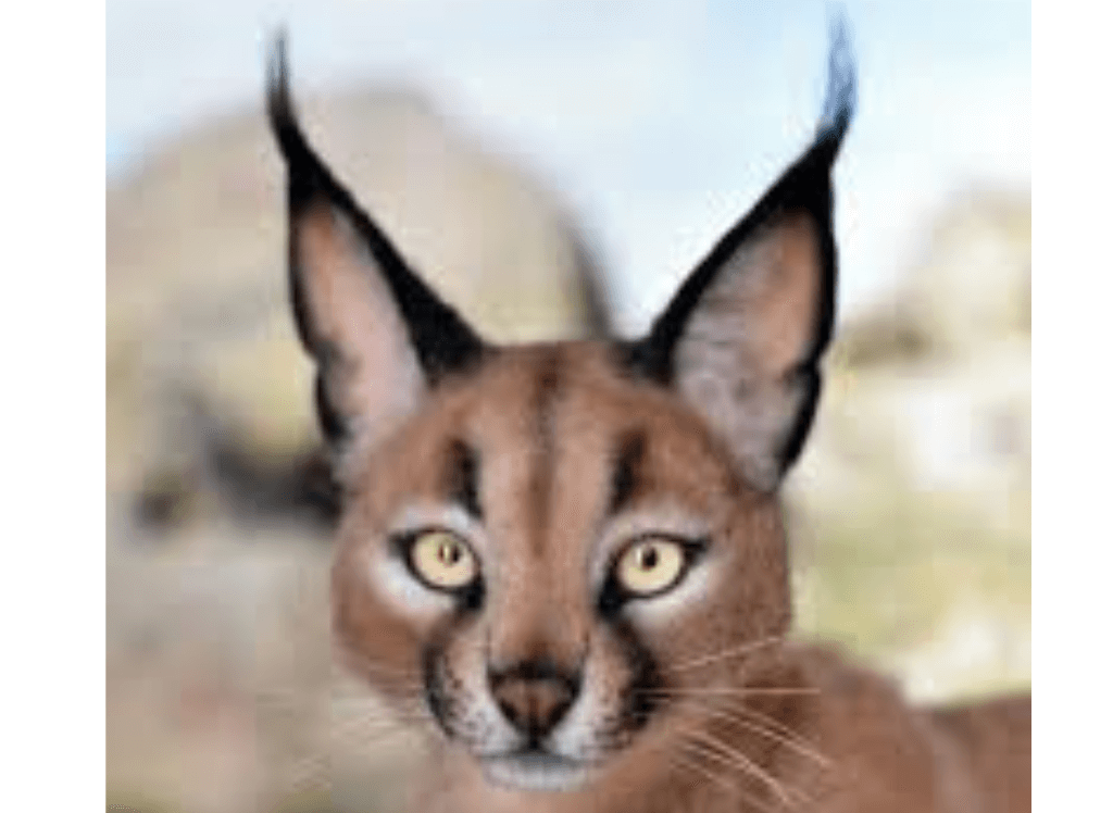 Ferraz the Caracal Squishmallow Cat: Your Snuggly Friend!