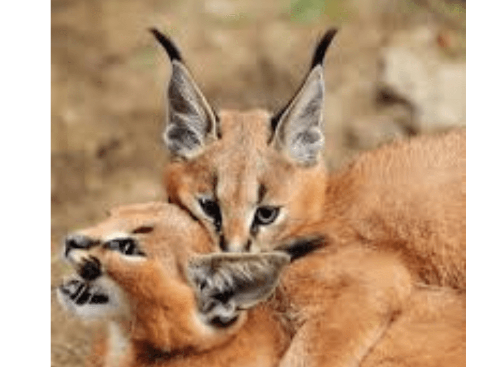 Ferraz the Caracal Squishmallow Cat: Your Snuggly Friend!