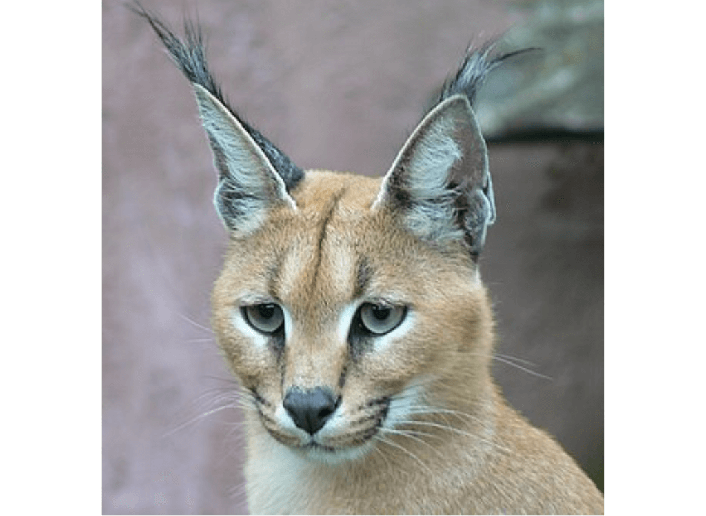 Ferraz the Caracal Squishmallow Cat: Your Snuggly Friend!