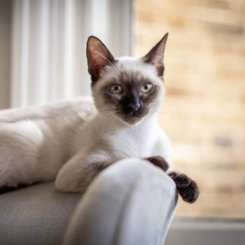 A Sweet Siamese Cat Squishmallow: Time to Fall in Love!