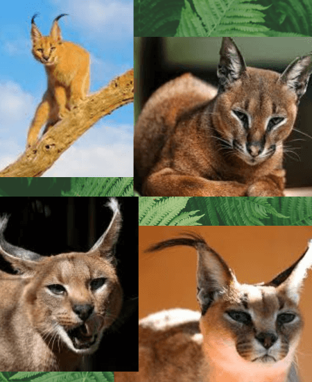 Wild Caracal Cats