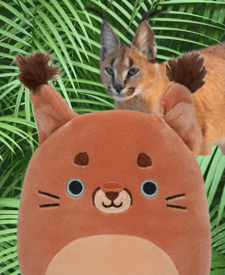 caracal cat squishmallow named ferraz